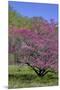 USA, Pennsylvania, Wayne, Chanticleer Garden. Tree in Bloom-Jay O'brien-Mounted Premium Photographic Print