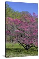 USA, Pennsylvania, Wayne, Chanticleer Garden. Tree in Bloom-Jay O'brien-Stretched Canvas