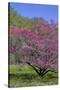 USA, Pennsylvania, Wayne, Chanticleer Garden. Tree in Bloom-Jay O'brien-Stretched Canvas