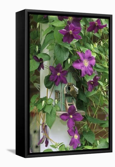 USA, Pennsylvania. Wren in Birdhouse and Clematis Vine-Jaynes Gallery-Framed Stretched Canvas