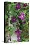 USA, Pennsylvania. Wren in Birdhouse and Clematis Vine-Jaynes Gallery-Stretched Canvas