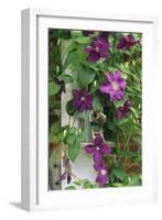 USA, Pennsylvania. Wren in Birdhouse and Clematis Vine-Jaynes Gallery-Framed Photographic Print