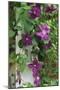 USA, Pennsylvania. Wren in Birdhouse and Clematis Vine-Jaynes Gallery-Mounted Photographic Print