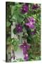 USA, Pennsylvania. Wren in Birdhouse and Clematis Vine-Jaynes Gallery-Stretched Canvas