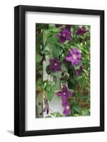 USA, Pennsylvania. Wren in Birdhouse and Clematis Vine-Jaynes Gallery-Framed Photographic Print