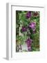 USA, Pennsylvania. Wren in Birdhouse and Clematis Vine-Jaynes Gallery-Framed Photographic Print