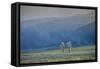 Usa, Rockie Mountains, National Park-Regula Heeb-Zweifel-Framed Stretched Canvas