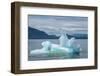 USA, SE Alaska, Inside Passage. Black-legged kittiwakes on iceberg.-Cindy Miller Hopkins-Framed Photographic Print