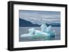 USA, SE Alaska, Inside Passage. Black-legged kittiwakes on iceberg.-Cindy Miller Hopkins-Framed Photographic Print