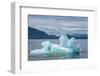 USA, SE Alaska, Inside Passage. Black-legged kittiwakes on iceberg.-Cindy Miller Hopkins-Framed Photographic Print