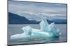 USA, SE Alaska, Inside Passage. Black-legged kittiwakes on iceberg.-Cindy Miller Hopkins-Mounted Photographic Print