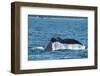 USA, SE Alaska, near Sail Island. Humpback whale showing tail.-Cindy Miller Hopkins-Framed Photographic Print