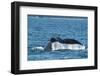 USA, SE Alaska, near Sail Island. Humpback whale showing tail.-Cindy Miller Hopkins-Framed Photographic Print