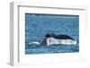 USA, SE Alaska, near Sail Island. Humpback whale showing tail.-Cindy Miller Hopkins-Framed Photographic Print