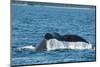 USA, SE Alaska, near Sail Island. Humpback whale showing tail.-Cindy Miller Hopkins-Mounted Photographic Print