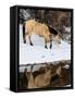 USA, Shell, Wyoming. Hideout Ranch lone horse in reflection Shell creek. (PR,MR)-Darrell Gulin-Framed Stretched Canvas