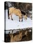 USA, Shell, Wyoming. Hideout Ranch lone horse in reflection Shell creek. (PR,MR)-Darrell Gulin-Stretched Canvas