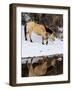 USA, Shell, Wyoming. Hideout Ranch lone horse in reflection Shell creek. (PR,MR)-Darrell Gulin-Framed Photographic Print