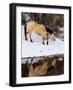 USA, Shell, Wyoming. Hideout Ranch lone horse in reflection Shell creek. (PR,MR)-Darrell Gulin-Framed Photographic Print