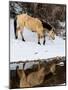 USA, Shell, Wyoming. Hideout Ranch lone horse in reflection Shell creek. (PR,MR)-Darrell Gulin-Mounted Photographic Print