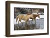 USA, Shell, Wyoming. Hideout Ranch pair of horses in snow. (PR,MR)-Darrell Gulin-Framed Photographic Print