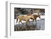 USA, Shell, Wyoming. Hideout Ranch pair of horses in snow. (PR,MR)-Darrell Gulin-Framed Photographic Print