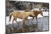 USA, Shell, Wyoming. Hideout Ranch pair of horses in snow. (PR,MR)-Darrell Gulin-Mounted Photographic Print