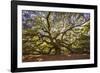 USA, South Carolina, Charleston, Angel Oak-Hollice Looney-Framed Photographic Print