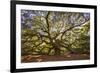 USA, South Carolina, Charleston, Angel Oak-Hollice Looney-Framed Photographic Print