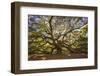 USA, South Carolina, Charleston, Angel Oak-Hollice Looney-Framed Premium Photographic Print