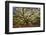 USA, South Carolina, Charleston, Angel Oak-Hollice Looney-Framed Premium Photographic Print