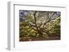 USA, South Carolina, Charleston, Angel Oak-Hollice Looney-Framed Premium Photographic Print