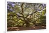 USA, South Carolina, Charleston, Angel Oak-Hollice Looney-Framed Photographic Print