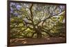 USA, South Carolina, Charleston, Angel Oak-Hollice Looney-Framed Photographic Print