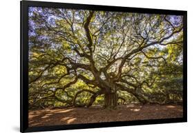 USA, South Carolina, Charleston, Angel Oak-Hollice Looney-Framed Photographic Print