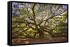 USA, South Carolina, Charleston, Angel Oak-Hollice Looney-Framed Stretched Canvas