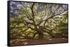 USA, South Carolina, Charleston, Angel Oak-Hollice Looney-Framed Stretched Canvas