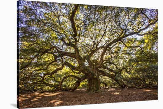 USA, South Carolina, Charleston, Angel Oak-Hollice Looney-Stretched Canvas