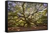 USA, South Carolina, Charleston, Angel Oak-Hollice Looney-Framed Stretched Canvas