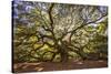 USA, South Carolina, Charleston, Angel Oak-Hollice Looney-Stretched Canvas