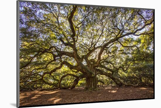 USA, South Carolina, Charleston, Angel Oak-Hollice Looney-Mounted Photographic Print