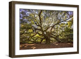 USA, South Carolina, Charleston, Angel Oak-Hollice Looney-Framed Photographic Print