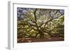 USA, South Carolina, Charleston, Angel Oak-Hollice Looney-Framed Photographic Print