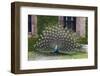 USA, South Carolina, Charleston, Displaying Peacock-Hollice Looney-Framed Photographic Print