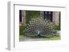 USA, South Carolina, Charleston, Displaying Peacock-Hollice Looney-Framed Photographic Print