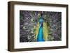 USA, South Carolina, Charleston, Peacock-Hollice Looney-Framed Photographic Print