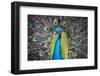 USA, South Carolina, Charleston, Peacock-Hollice Looney-Framed Photographic Print