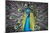 USA, South Carolina, Charleston, Peacock-Hollice Looney-Mounted Photographic Print