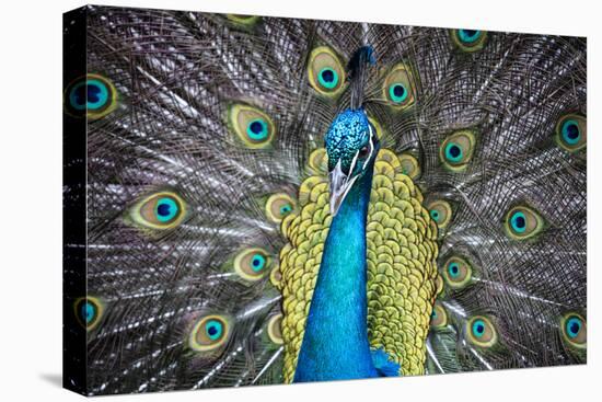 USA, South Carolina, Charleston, Peacock-Hollice Looney-Stretched Canvas