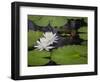 USA, South Carolina, Charleston. Pond lily blooms.-Jaynes Gallery-Framed Photographic Print